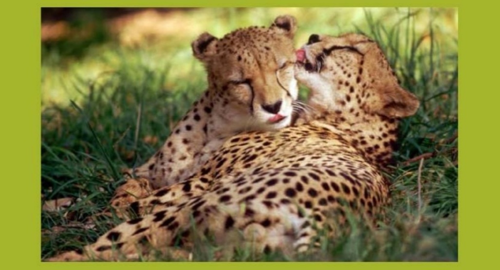 iNews uPhongolo/Pongola Why do cheetahs chirp?